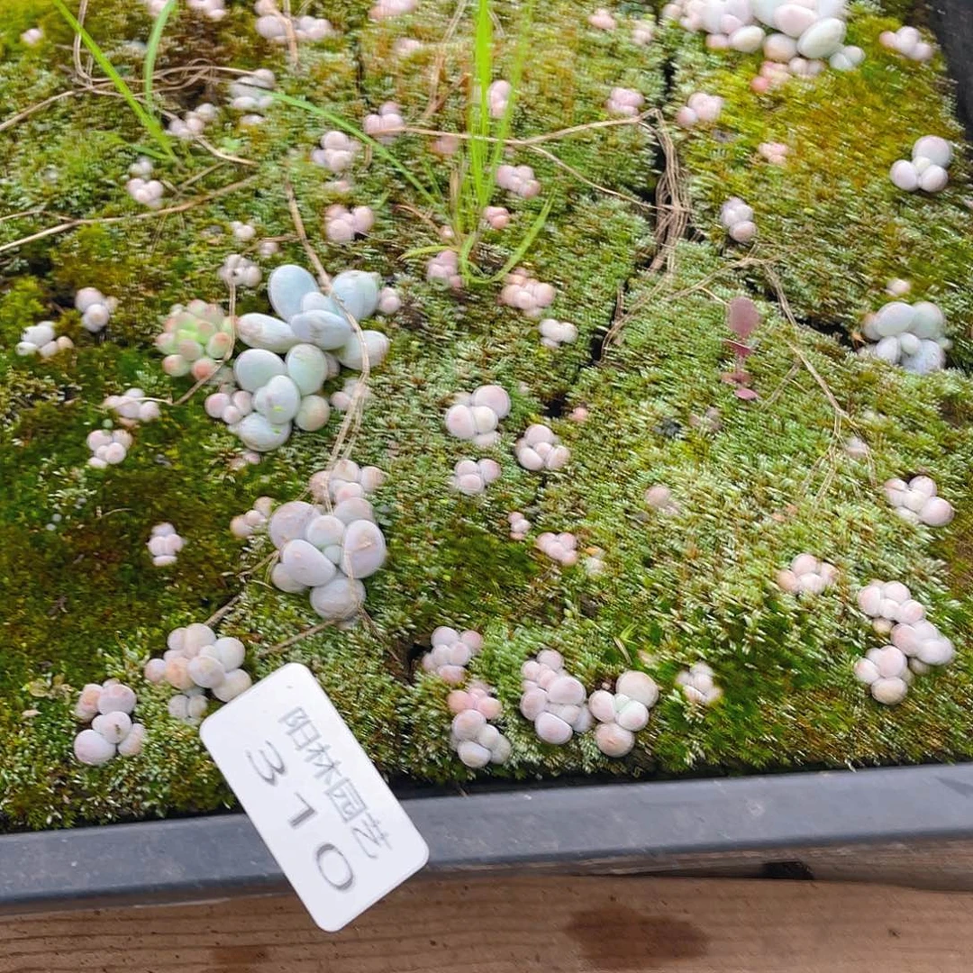 多肉植物多肉植物310