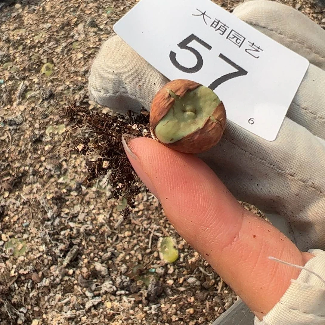 阿***蕾000057一物一拍……