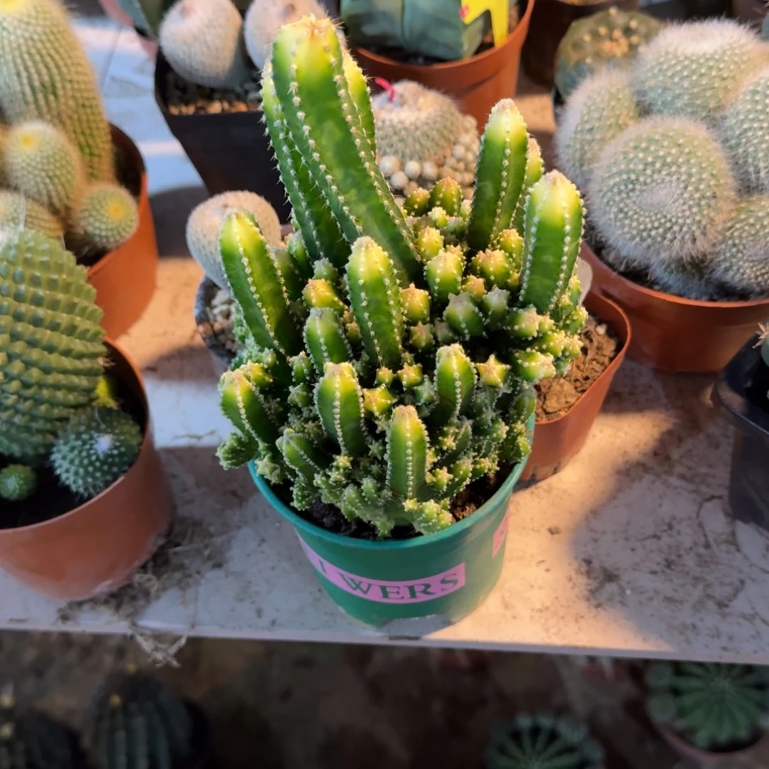 憨***小可口可乐了可口可乐