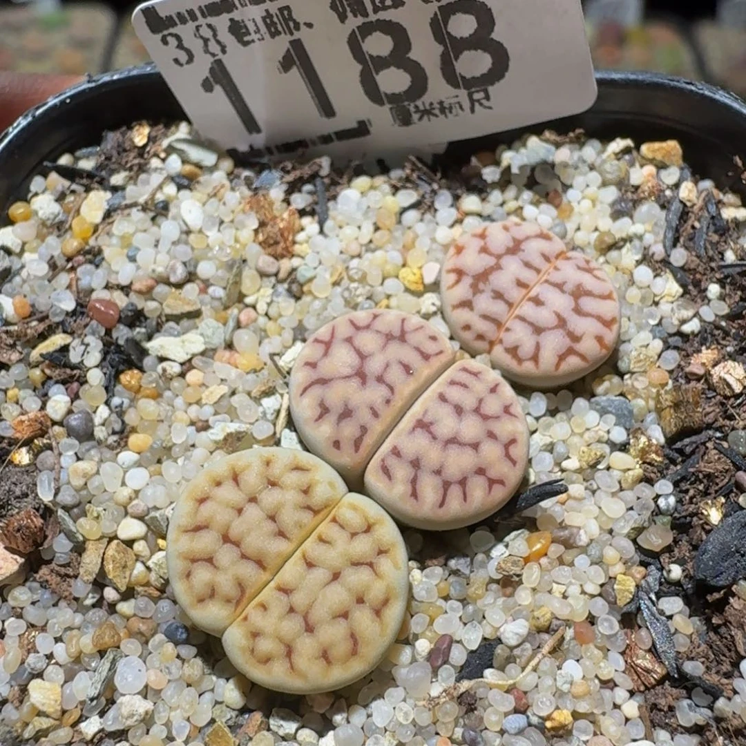 Ssss精品生石花1188