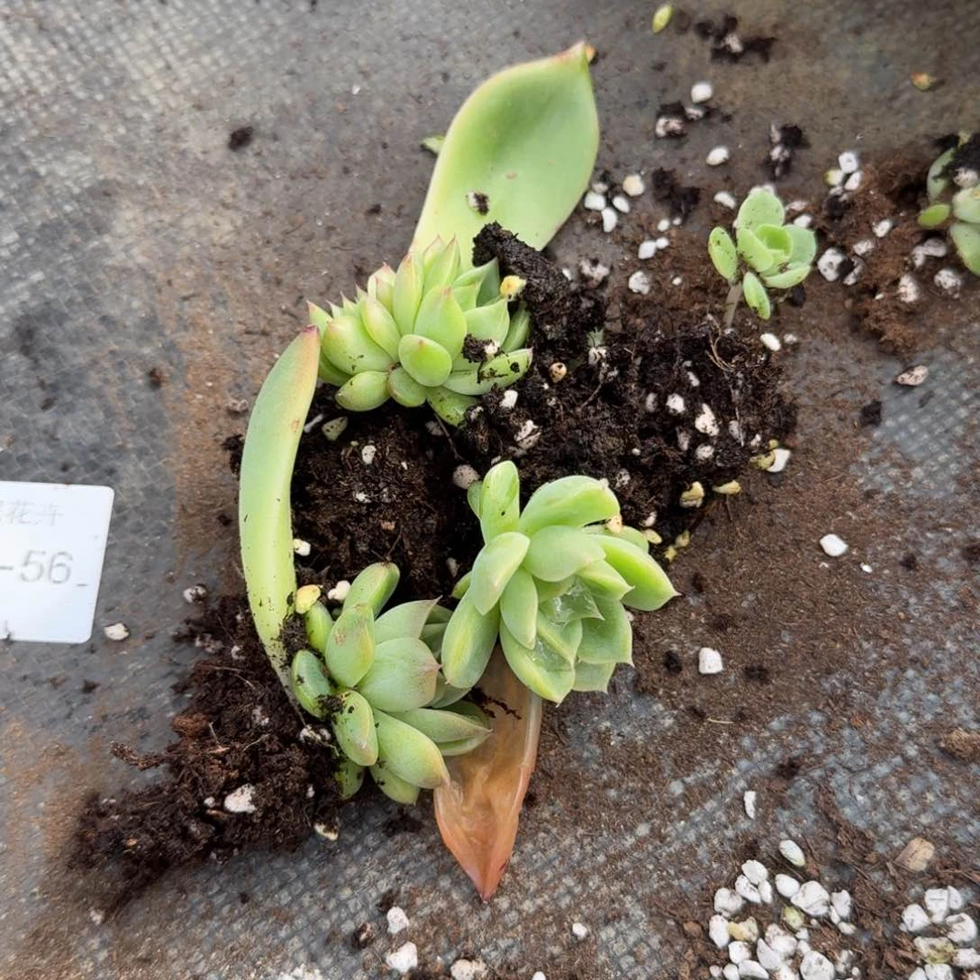 宽体大型麦秆三颗叶插17-56