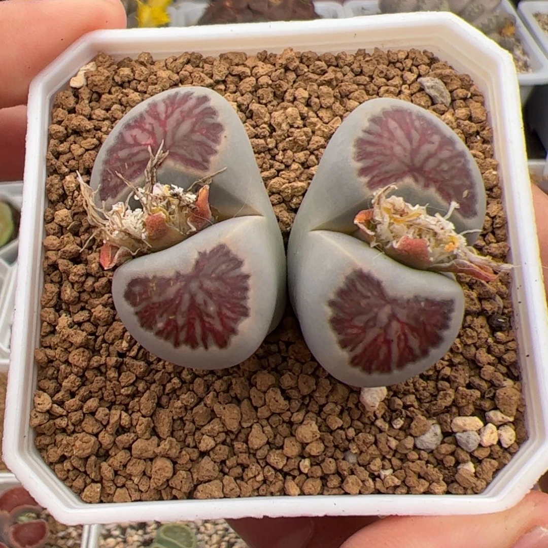 0300号菊 多肉植物