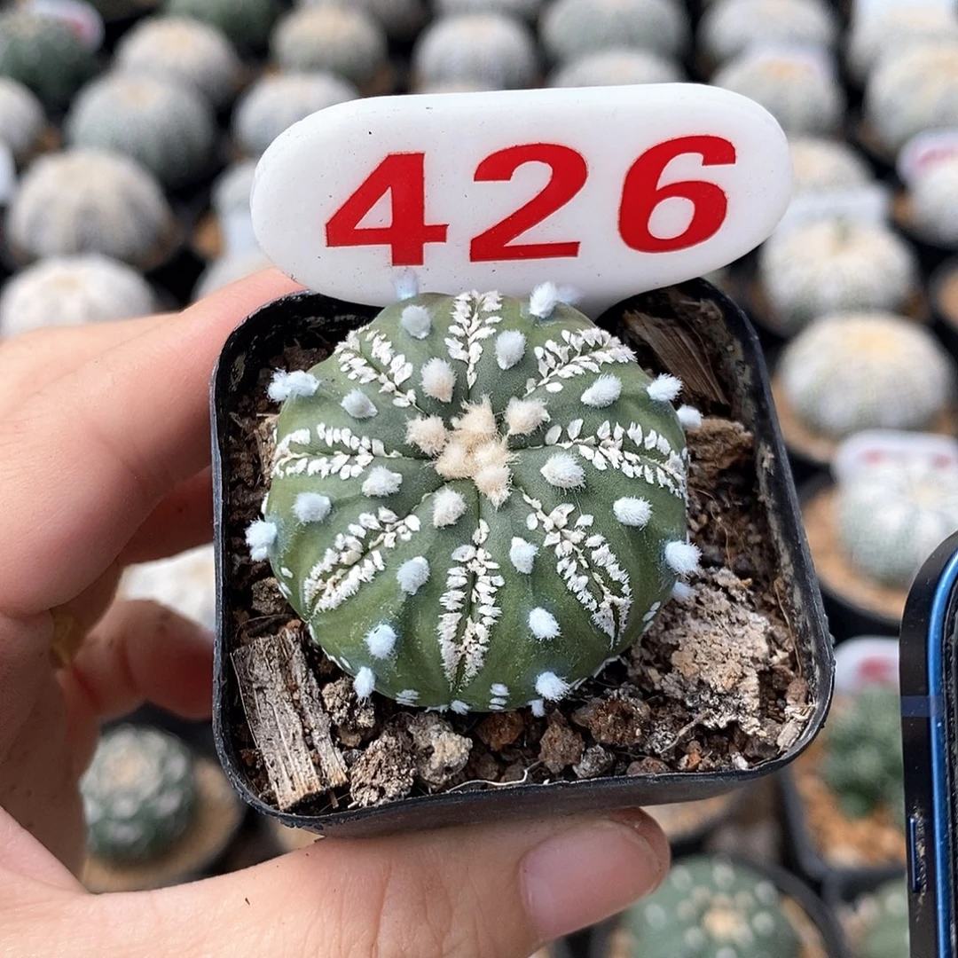 山***竹426美纹兜系列产品