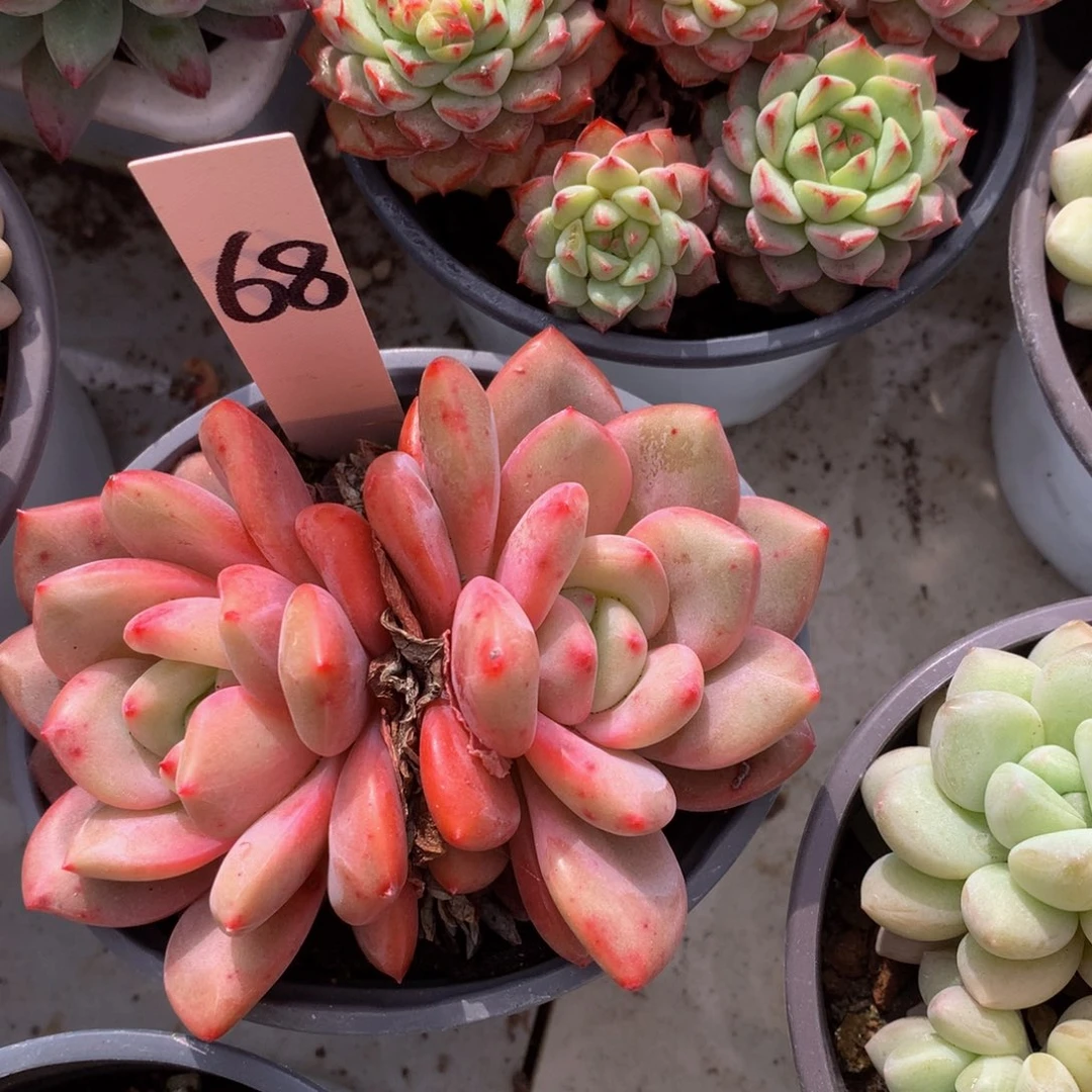 爱丽儿72727377227