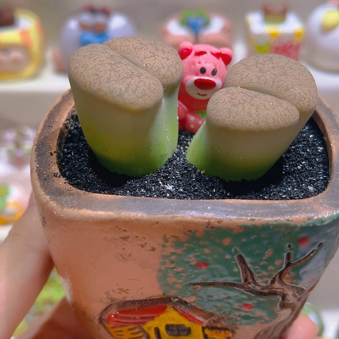 015高端多肉带盆带土