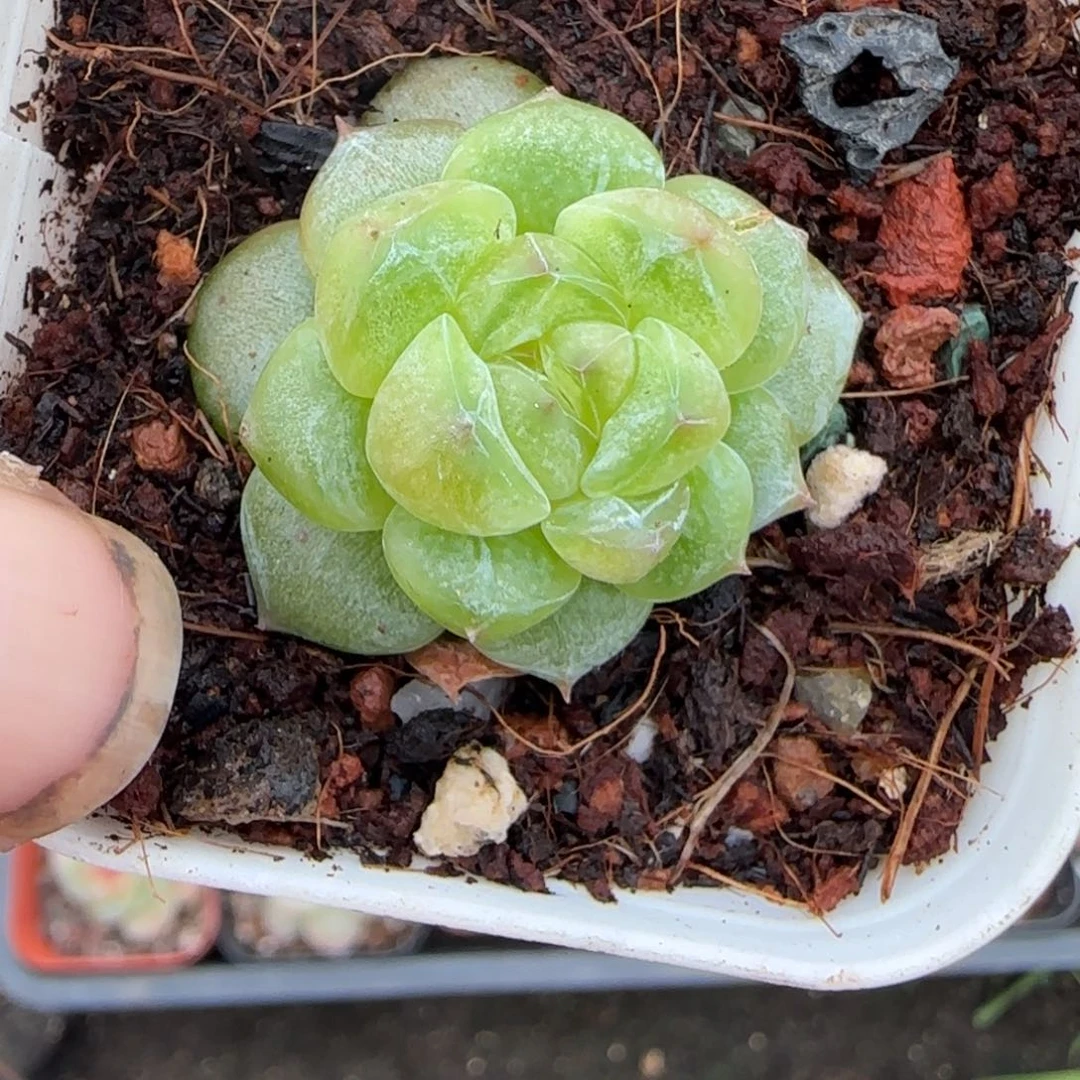 小卡拉米糖心一物一拍5-24