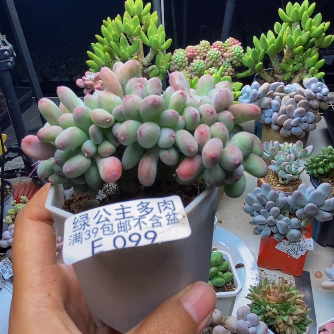 099苹果奶四代缀7cm