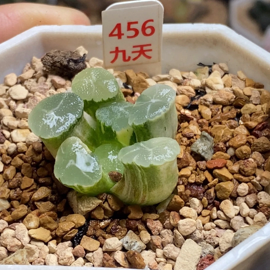 456号实生万象锦带盆发货