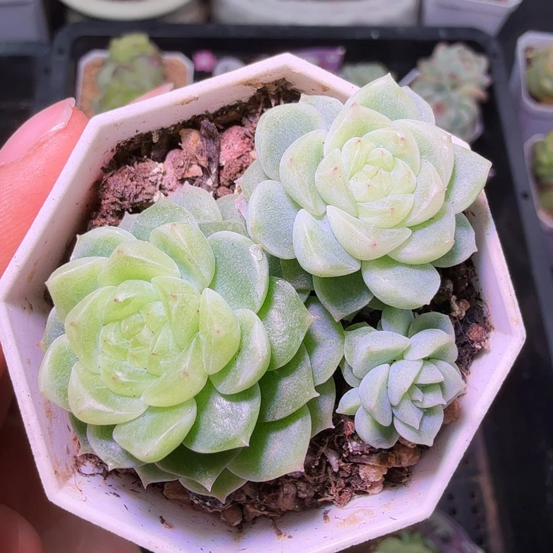 泼天财富开播福利