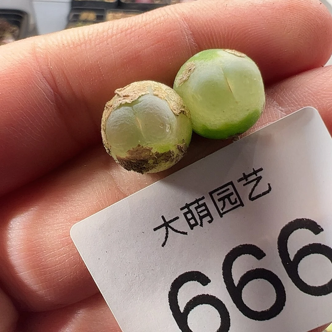 一物一拍。        有疤福利。 666