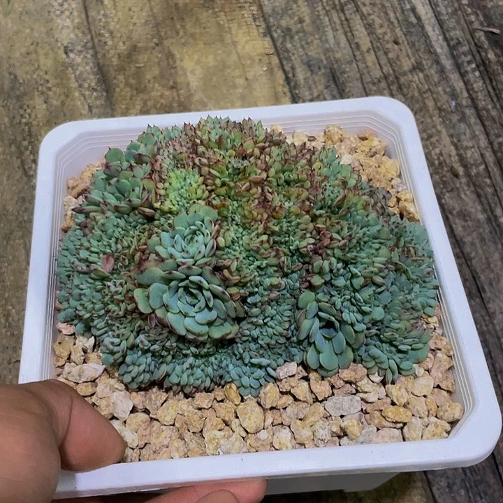 蓝姬莲缀化哦哦哦哦哦