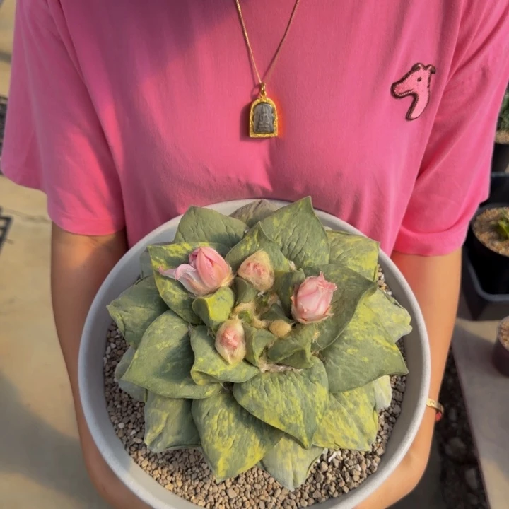 巨大型特宽叶牛舌锦