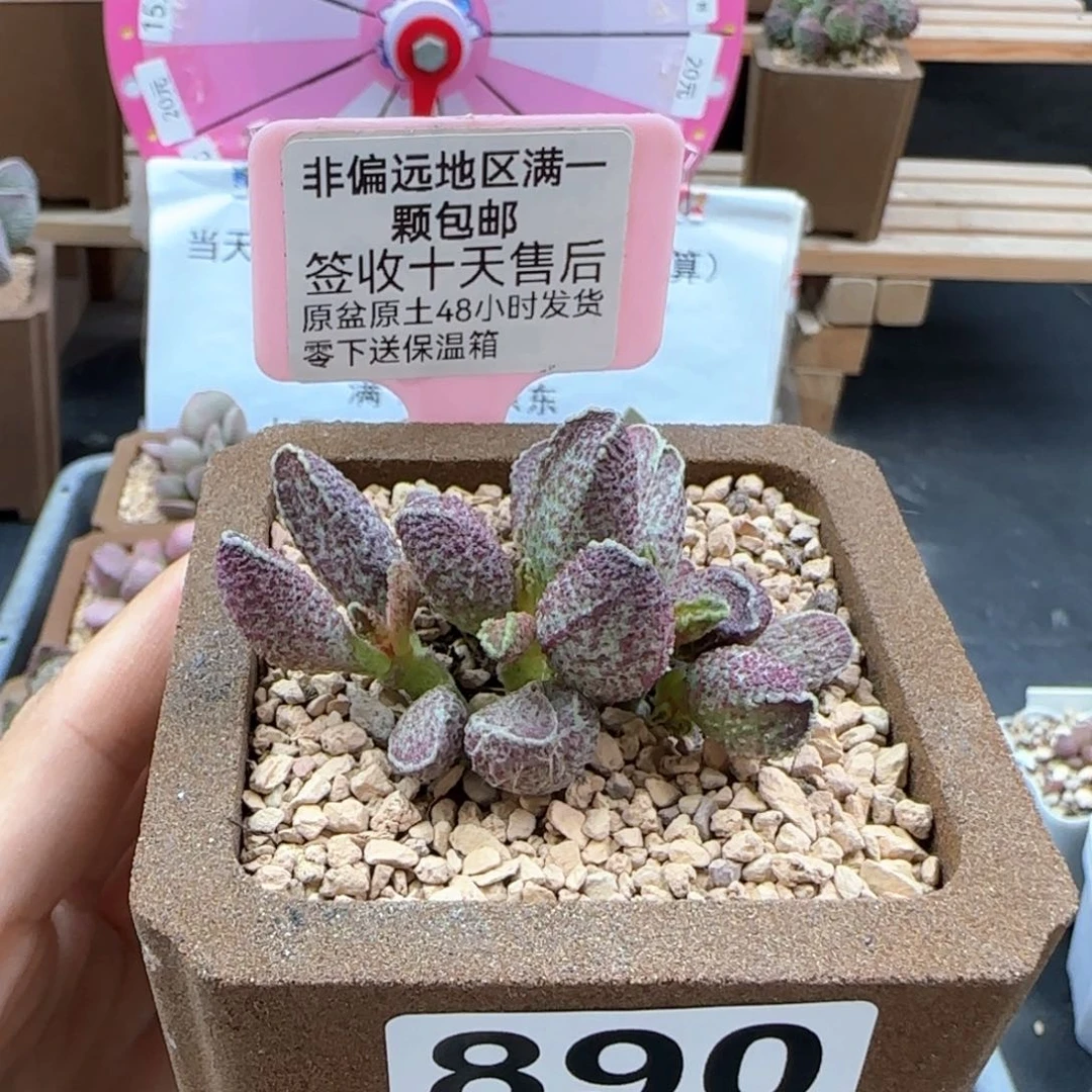 890花猪肝多肉植物