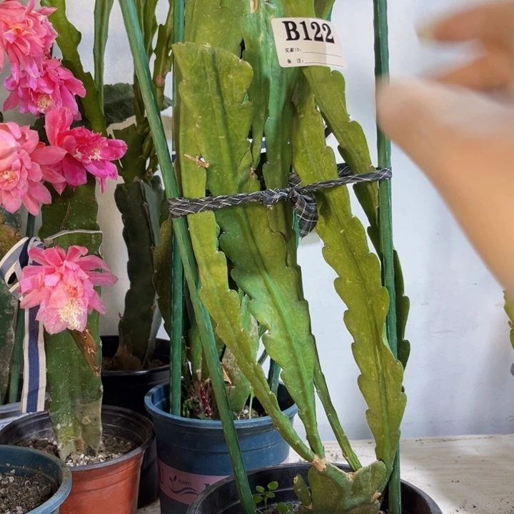 当前无花栽培后可以开花锦****藏122