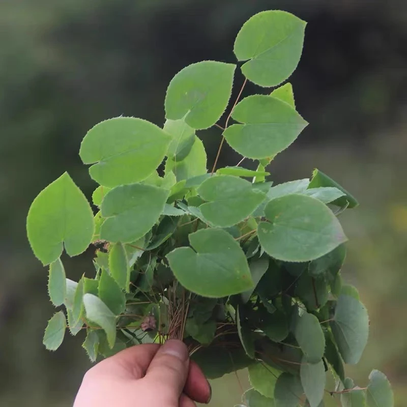 三枝九叶草甘肃 锯齿 小圆叶 纯叶片 搭配枸杞泡水煮水泡酒