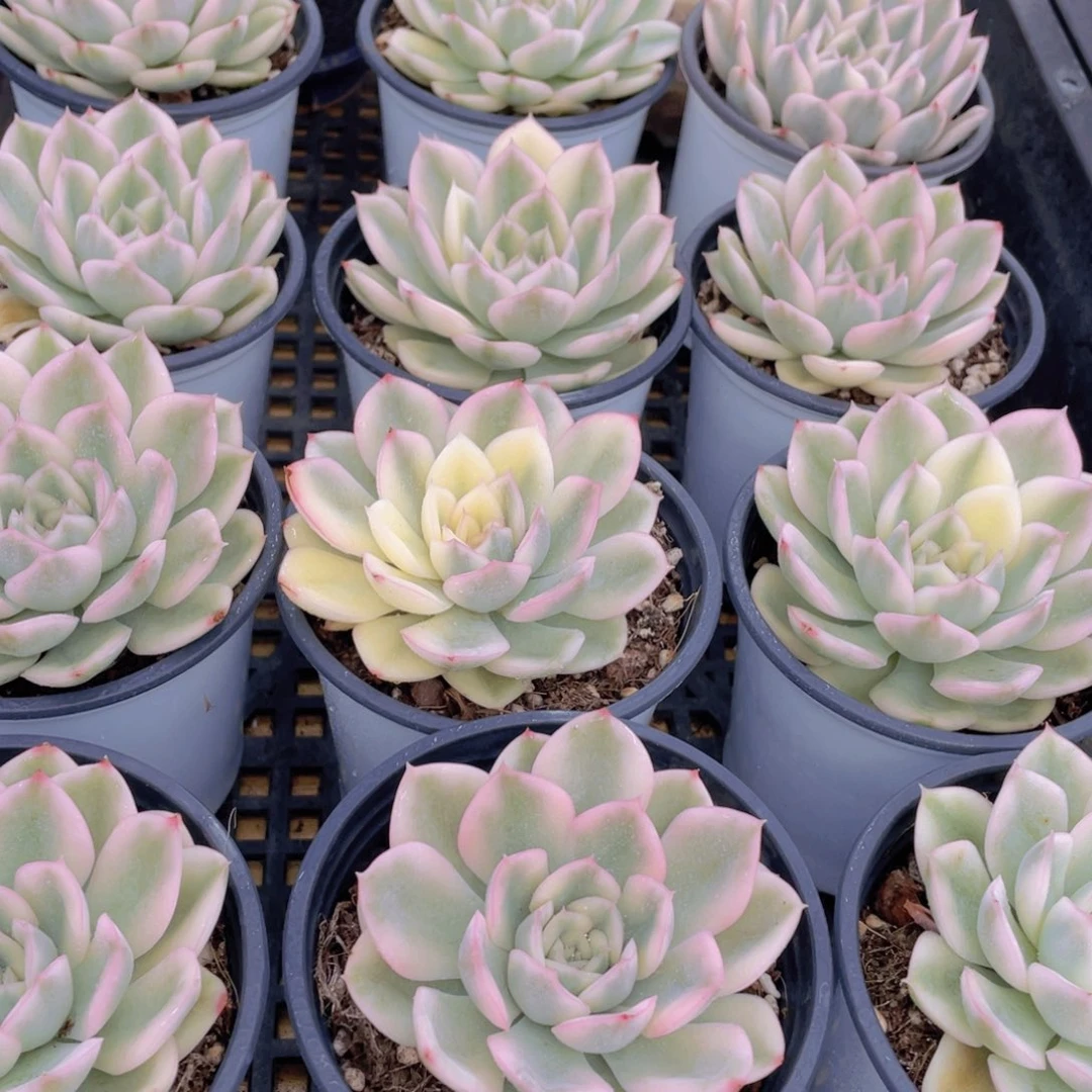 量拍47号 月亮仙子锦单头一个