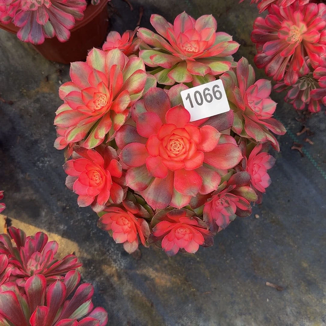 无花朵1066荔枝444冠服22左右