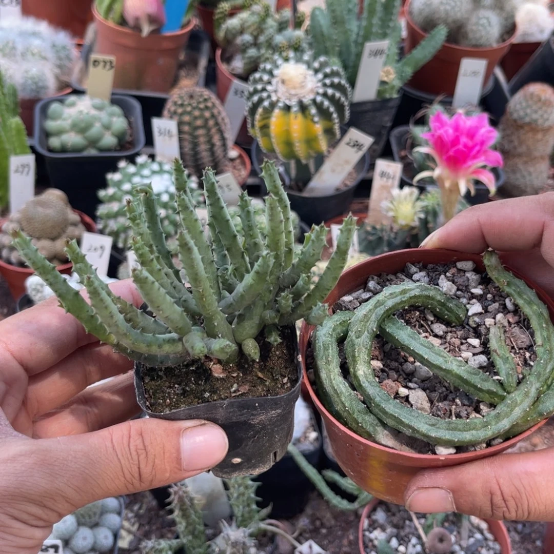 小***罗多肉植物仙人球仙人球