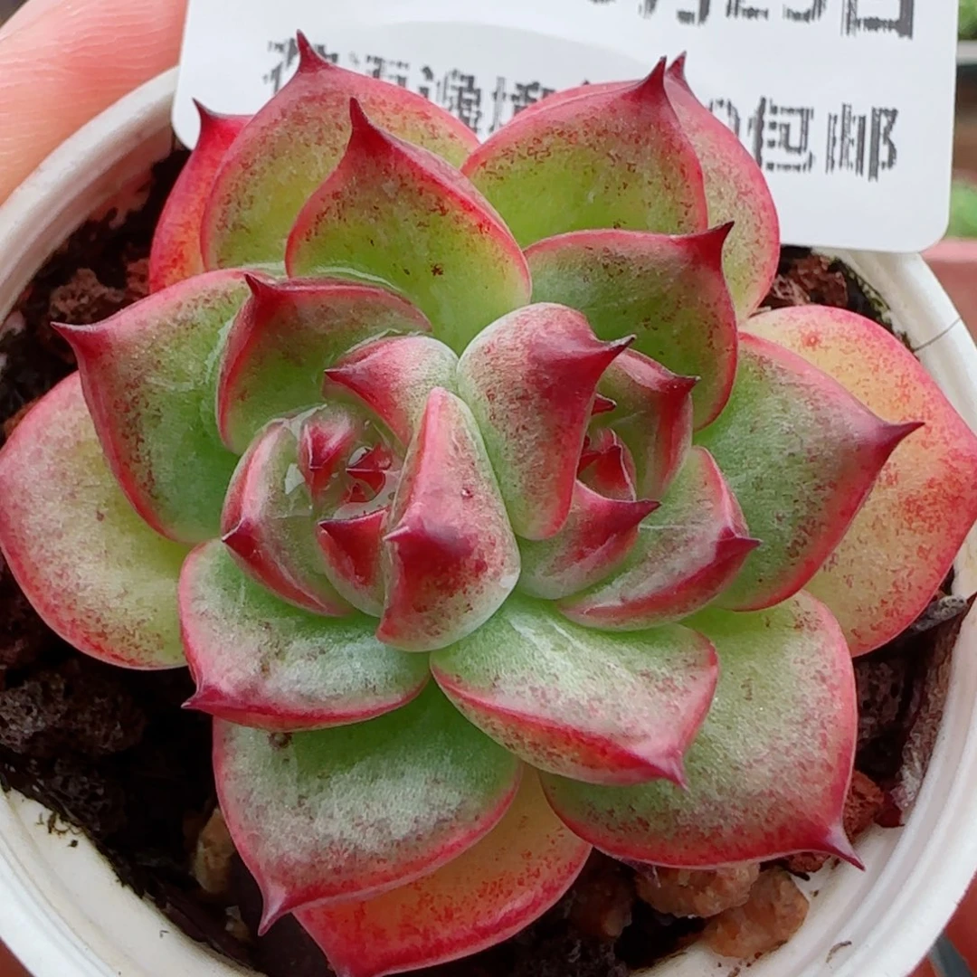 花语逸镜0923-37杂交