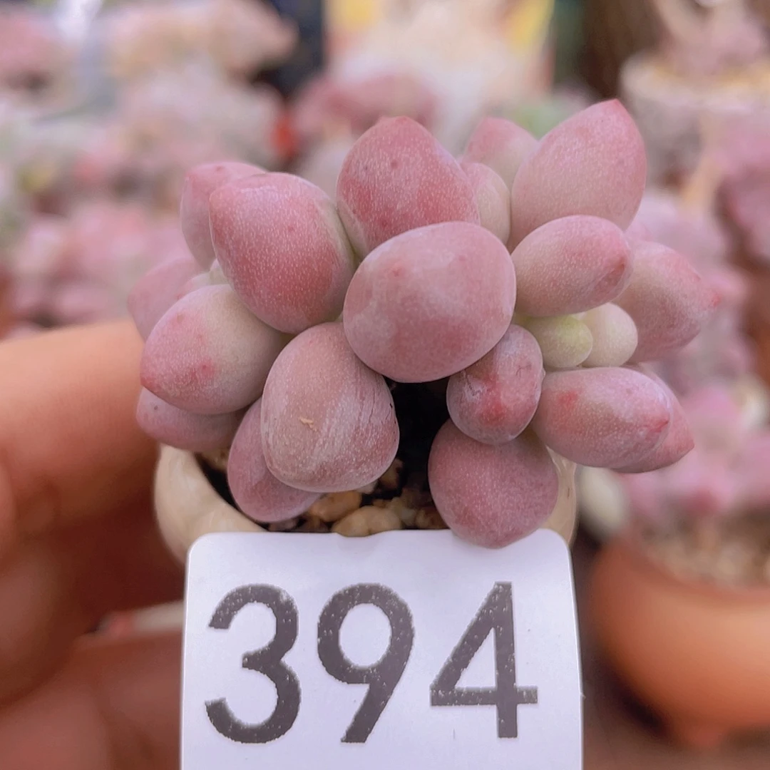 奶尖多肉植物多肉