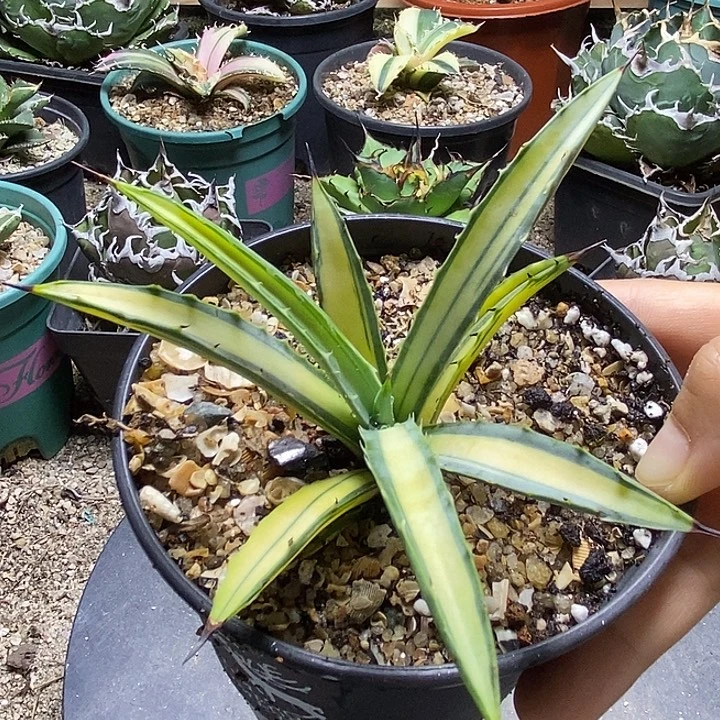 八荒殿黄中斑。