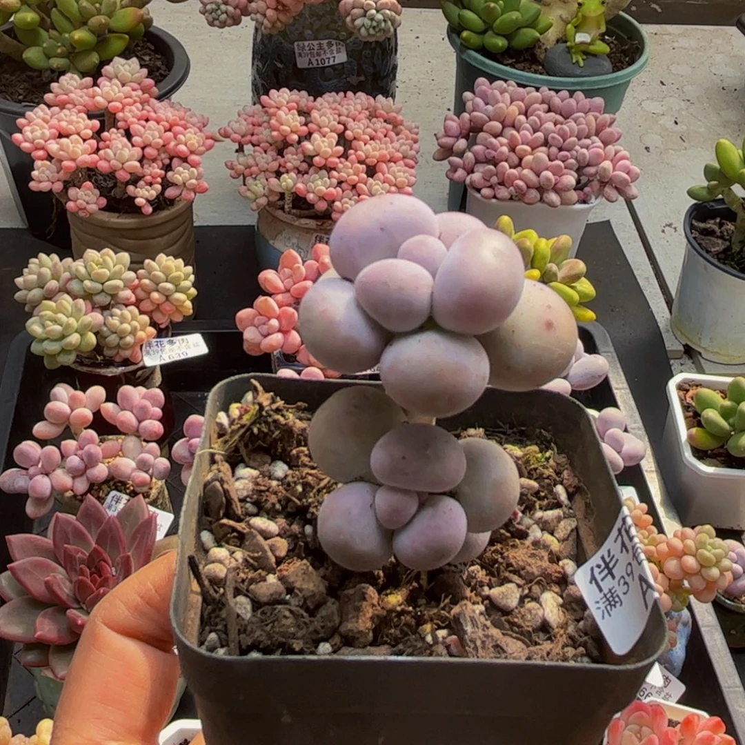 439芭比奶酪3cm多肉