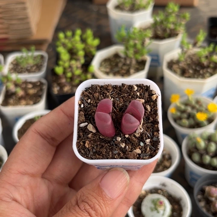 041 红大内多肉植物