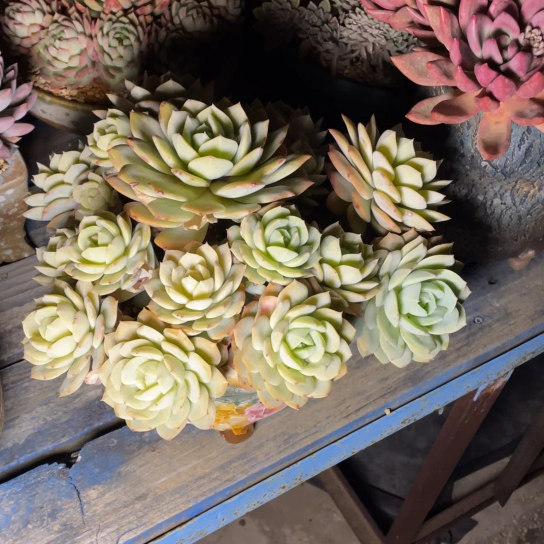 豆总多肉恋曲老桩