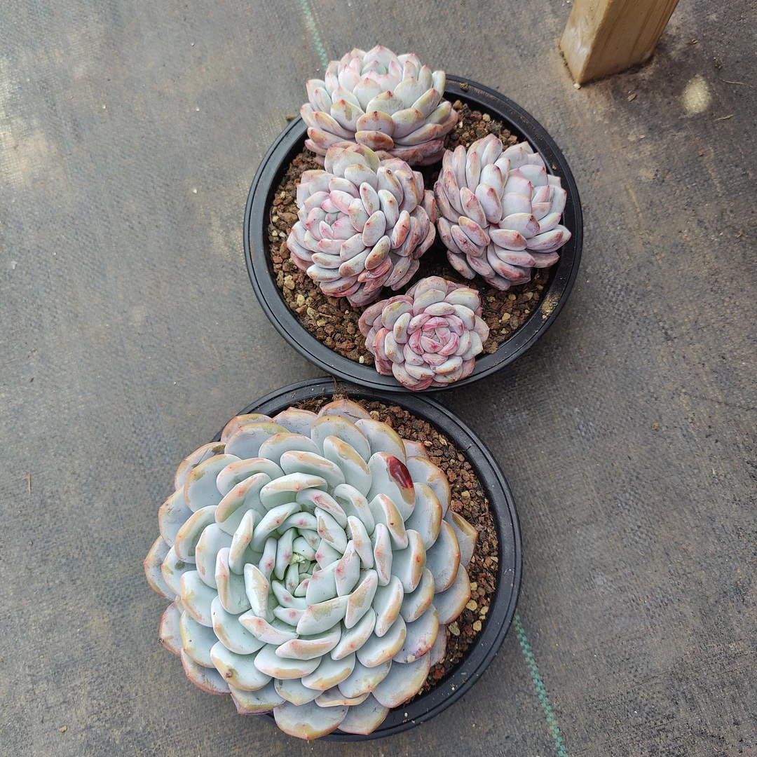 多肉植物一物一拍