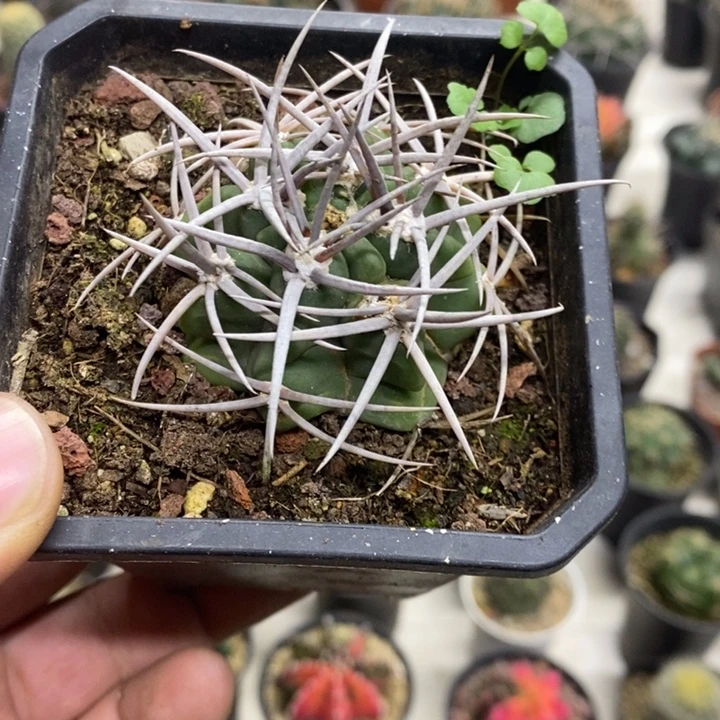 实生精品碧岩玉特价