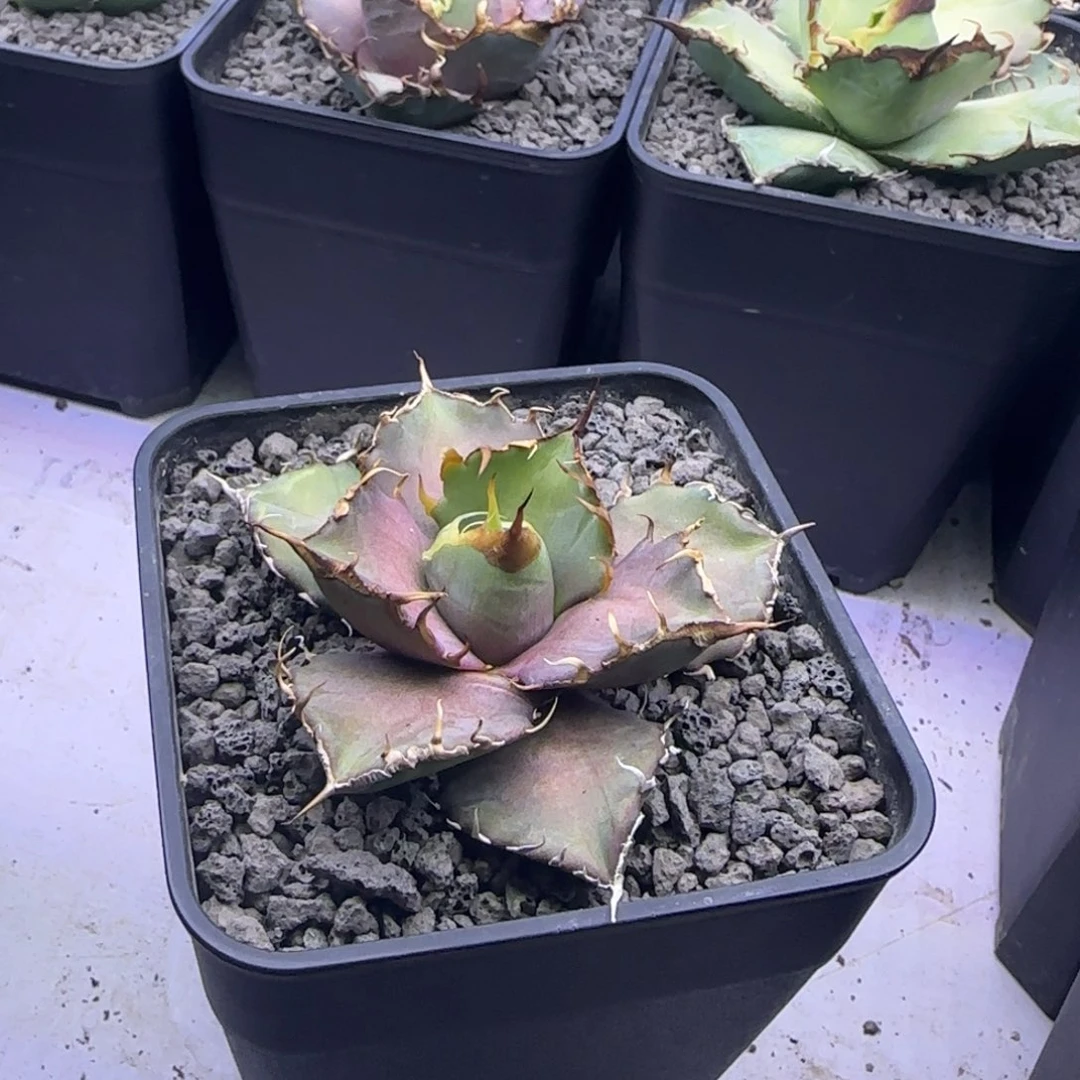 实生仁王冠龙舌兰5