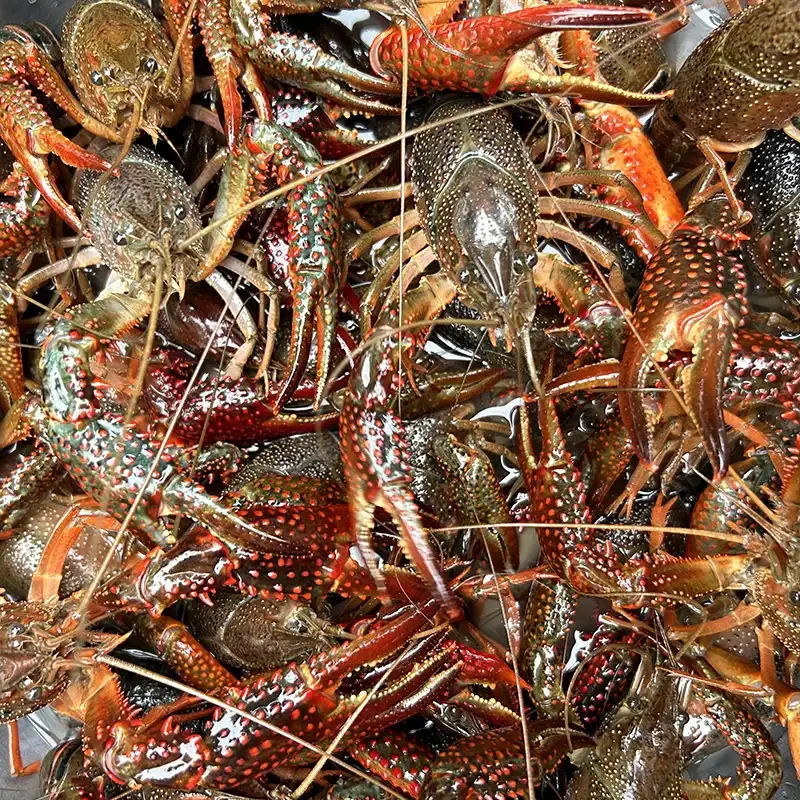 鲜活小龙虾4-6钱/3斤（一斤20-25个）