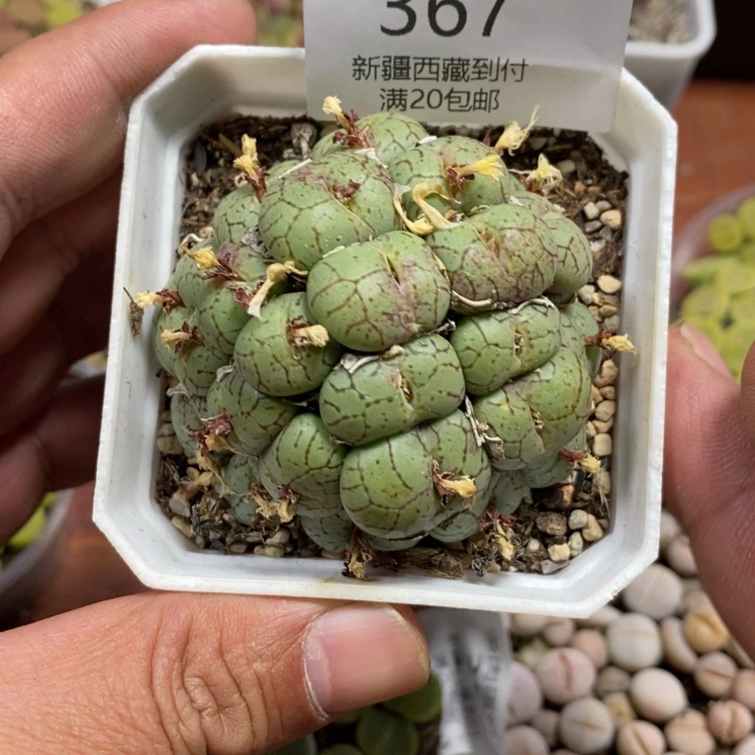 多肉蛋炒饭感谢您相伴367