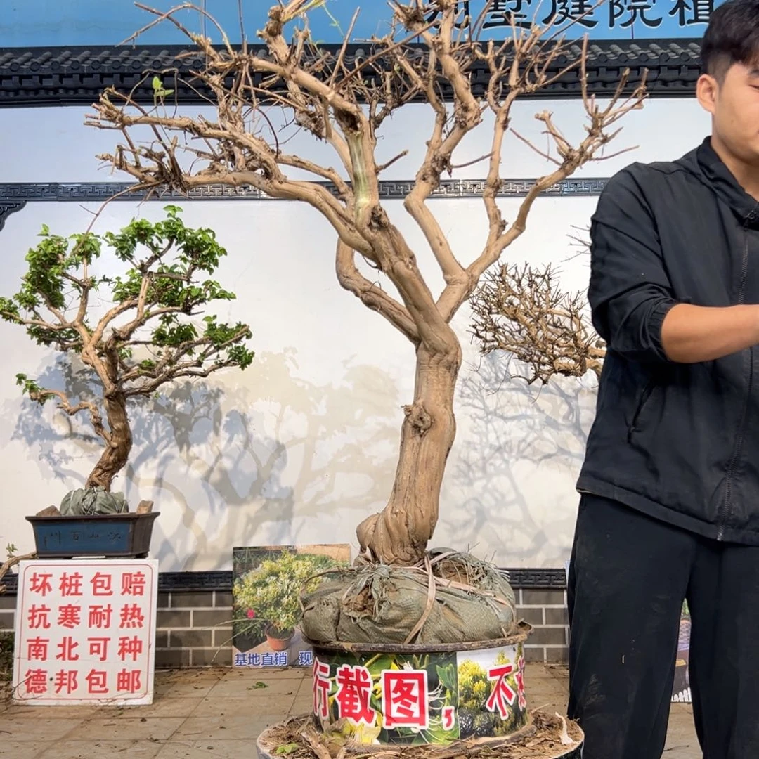 无花朵金银花开花125125111
