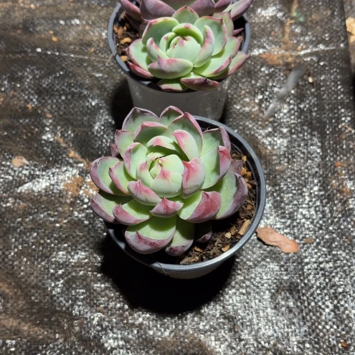 948吃饭哈记得记得多久