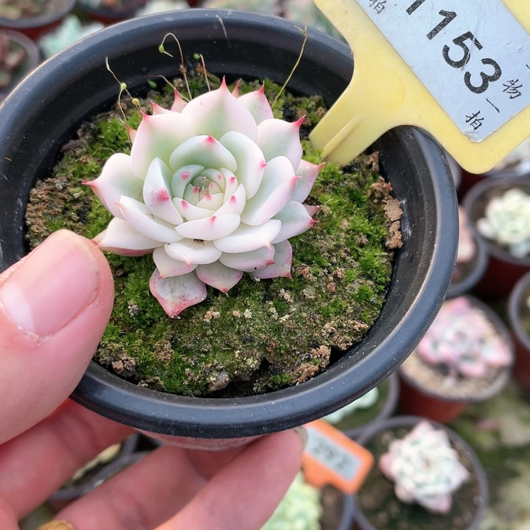 【闪购商品】云**卿1153号