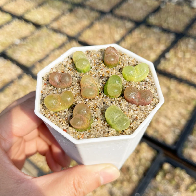 毛汉尼多肉植物好养活的桌面盆栽适合室内阳台种植