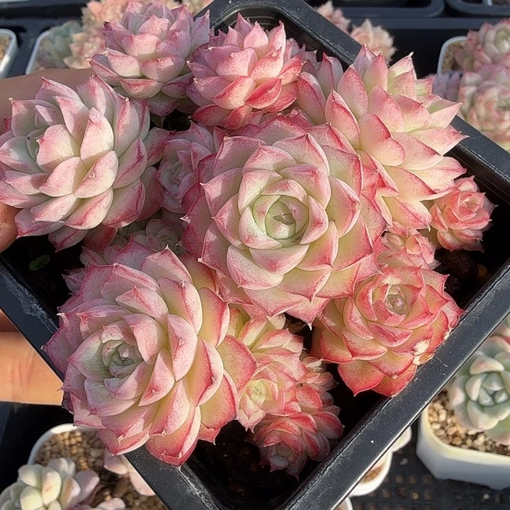 0119-23 女王自然群