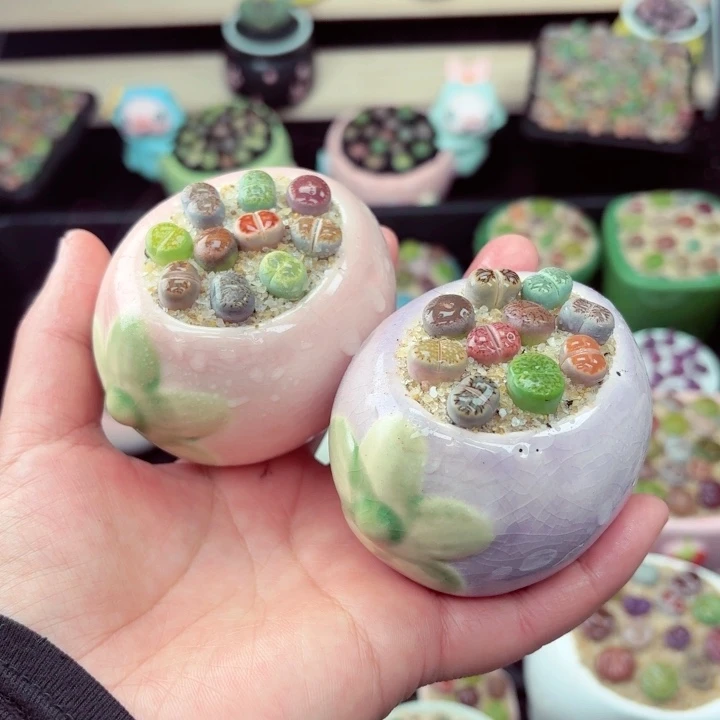 盆微瑕2038零下地区记得拍保温箱