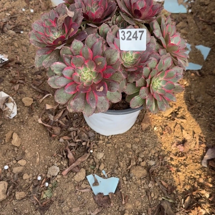 3247莲花座清棚处理不包断枝