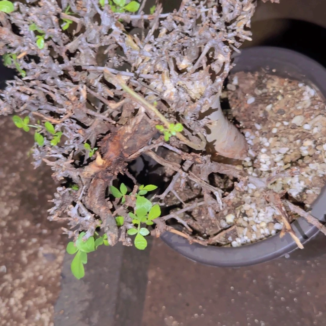 广***…块根植物块根植物