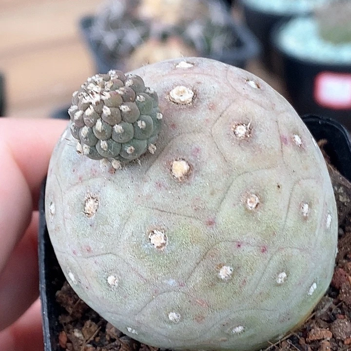 87习自野哈哈哈哈哈