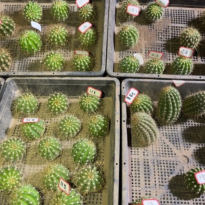 用****7袖蒲侧芽拍一发七。送一个