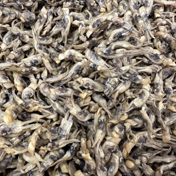 恒昌精选 哆头蛏干口感清甜九成半干