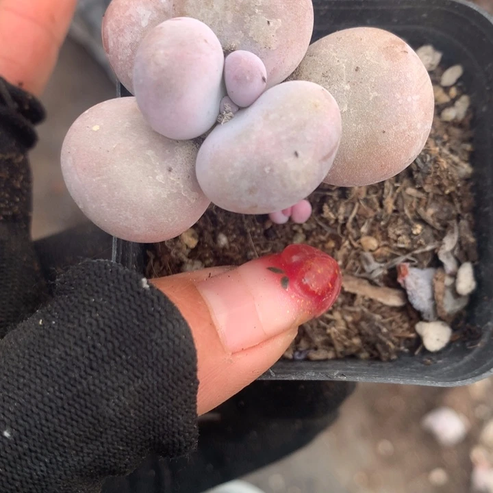 鸡蛋奶  （不满9.99发空盆冷地区不拍保温扣3.9多肉）