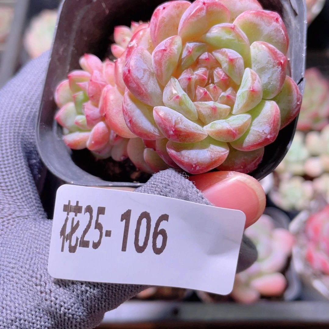 花利美25-106新品