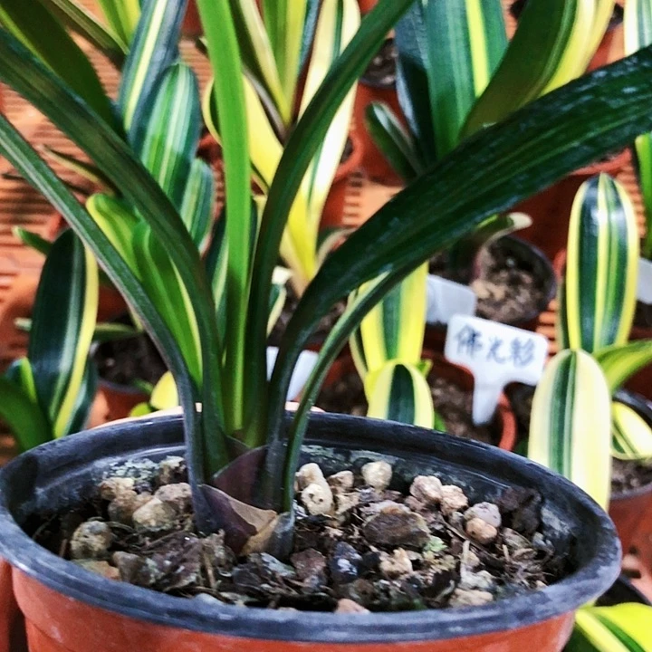 【闪购商品】山*边