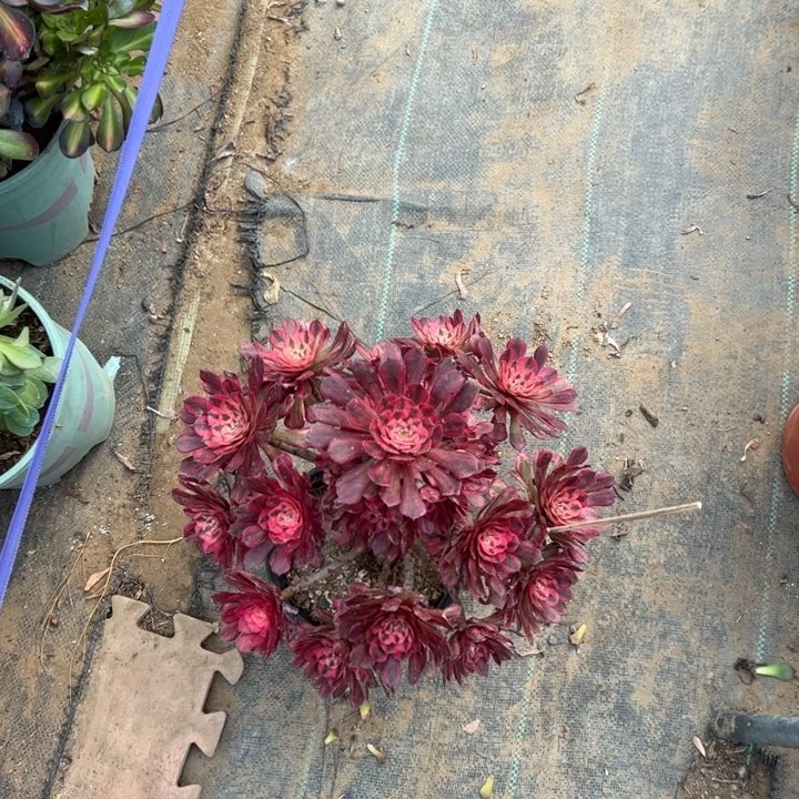 77红铜壶白多肉多肉