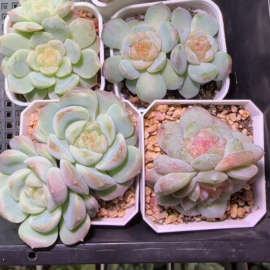 早***睡五颗肉肉开心快乐