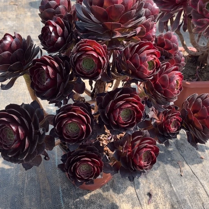 936赤焰莲多肉一物一拍